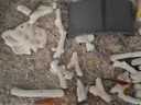 松寶（松寶）魚(yú)缸底砂黃金砂適用小米魚(yú)缸造景底沙天然水晶沙石頭 5斤 曬單實(shí)拍圖