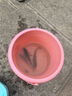 神鯊湖庫王4.5米魚(yú)竿超輕超硬碳素釣魚(yú)竿手竿臺釣竿鯉魚(yú)桿鯽魚(yú)竿漁具 曬單實(shí)拍圖