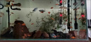 百綸木千草金魚(yú)觀(guān)賞魚(yú)冷水魚(yú)不加溫新手好養純種鳳尾大紅草魚(yú)苗 5-7cm草金魚(yú)40條 送魚(yú)糧 曬單實(shí)拍圖
