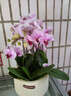 【組好盆發(fā)貨】帶花帶花苞年宵花蝴蝶蘭室內花卉盆栽客廳四季開(kāi)花 粉色系8劍蝴蝶蘭【品種隨機】北歐盆 曬單實(shí)拍圖