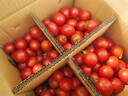 基地直發(fā)新鮮當季圣女果小番茄 4斤 曬單實(shí)拍圖