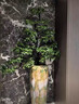 寄春小葉紫檀盆栽高檔老樁盆景客廳辦公室庭院室內(nèi)外綠植黑骨茶造型樹特級紫檀1.4-1.6米含花盆[風(fēng)吹帶盆栽好 曬單實拍圖