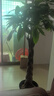 嘆為觀(guān)止大型植物發(fā)財樹(shù)各種大顆盆栽開(kāi)業(yè)喬遷客廳辦公室內好養大型花卉 辮子發(fā)財樹(shù)【1.2-1.4米】 含盆 曬單實(shí)拍圖