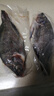 環(huán)球水產(chǎn)三去羅非魚(yú)2.8斤/共4條 免處理去鱗去鰓去內臟 魚(yú)類(lèi) 烤魚(yú)燒烤食材 曬單實(shí)拍圖