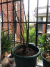 西府海棠樹(shù)苗老樁四季開(kāi)花卉植物庭院陽(yáng)臺名貴綠植好養活 西府海棠3年苗 四季循環(huán)開(kāi)花 曬單實(shí)拍圖