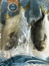 翔泰海南深海金鯧魚700g 2條 火鍋 生鮮魚類 BAP認證 海鮮水產 中秋 曬單實拍圖
