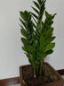 【金錢(qián)樹(shù)】盆栽客廳室內植物錢(qián)串子大型發(fā)財綠植喬遷開(kāi)業(yè)送盆花卉 6-9株 50-60cm（原土盆） 送肥料 曬單實(shí)拍圖