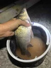 鮮丹蚯蚓紅蟲(chóng)顆粒餌料鄧剛釣魚(yú)餌料全能野釣專(zhuān)用通殺鯉魚(yú)鯽魚(yú)腥香 1瓶【紅腥味】 曬單實(shí)拍圖