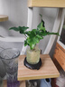 八芽文竹盆栽懶人水培植物客廳室內桌面好養四季好養發(fā)財樹(shù)綠植吸甲醛 春羽-波浪瓶-密胺托盤(pán) 含盆 曬單實(shí)拍圖