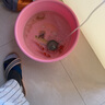 徹朗氧氣泵魚缸超靜音氧氣泵魚缸小型家用增氧泵大氣量 中號 雙孔【6.5cm單納米氣盤套餐】 曬單實拍圖
