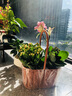 長(cháng)壽花盆栽重瓣金狐貍大花花苗四季室內開(kāi)花好養的花卉植物 【長(cháng)壽花】安娜 不含盆 曬單實(shí)拍圖