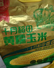 十月稻田 黃糯玉米 3.52斤(220g*8根) 25年新玉米 低脂 早餐零食 東北玉米 曬單實(shí)拍圖