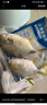 翔泰 海南金鯧魚(yú)凈重900g 2條裝  魚(yú)類(lèi)生鮮 燒烤 火鍋食材 海鮮水產(chǎn) 曬單實(shí)拍圖