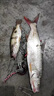 SHIMANO日本進(jìn)口東麗原絲魚(yú)線(xiàn)主線(xiàn)超柔軟子線(xiàn)強拉力海桿路亞尼龍線(xiàn) 東麗原絲-紫色220米【 共440米】 0.4號 曬單實(shí)拍圖