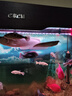 樂(lè )淘逸寵銀龍魚(yú)活體大中型熱帶觀(guān)賞魚(yú)魚(yú)缸寵物淡水風(fēng)水魚(yú)發(fā)財魚(yú)金龍魚(yú) 15-16銀龍1條水溫28-32度 曬單實(shí)拍圖