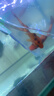AIPHAROW純種錦鯉活體魚(yú)日本紅白錦鯉丹頂魚(yú)大正小苗三色冷水魚(yú)小錦鯉魚(yú) 緋寫(xiě)錦鯉 8-10CM2條 曬單實(shí)拍圖
