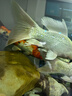 冰凌橙夏 三文魚(yú)帝王鮭 冰鮮刺身新西蘭進(jìn)口三文魚(yú)整條現切中段魚(yú)腩生魚(yú)片 法羅皇冠三文魚(yú) 400g 魚(yú)腩 曬單實(shí)拍圖