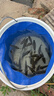 千峰劍魚(yú)竿手竿套裝釣魚(yú)竿裝備全套一套超輕溪流桿短節海竿品牌漁具用品 4.5m +3.6+釣魚(yú)禮包+椅 曬單實(shí)拍圖