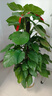 愛(ài)優(yōu)尚大葉綠蘿柱盆栽客廳大型綠植辦公室內除甲醛凈化空氣綠籮源頭直發(fā) 曬單實(shí)拍圖