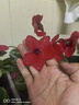 意軒大苗仙客來(lái)盆栽室內花卉 兔子花 花苗兔耳花蘿卜海棠帶盆帶花帶土 仙客來(lái)花蝴蝶 曬單實(shí)拍圖