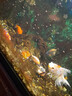 精品金魚(yú)觀(guān)賞魚(yú)自來(lái)水養不死鴻運當頭好養耐活魚(yú)冷水招財魚(yú)風(fēng)水魚(yú) 精品隨機蘭壽 7-9厘米6條 曬單實(shí)拍圖