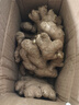 京鮮生云南羅平小黃姜帶泥姜新鮮蔬菜生姜特惠1.8斤源頭直發(fā) 曬單實(shí)拍圖