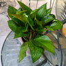 雙盟 綠蘿盆栽除甲醛花卉綠植辦公室新房?jì)艋諝?10款10盆裝源頭直發(fā) 曬單實(shí)拍圖