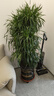 花財主大型盆栽綠植 檸檬樹(shù)鴨腳木發(fā)財樹(shù)天堂鳥(niǎo)綠植室內客廳大盆栽 造型鴨腳木1.6-1.8米【圓球盆】 含盆 曬單實(shí)拍圖