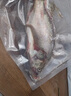 品鮮肴淡水魚(yú)生態(tài)小桂魚(yú)鱖魚(yú)桂花魚(yú)鰲花魚(yú) 漁民捕獲鮮活魚(yú)現(xiàn)殺水產(chǎn)生鮮 凈膛三去250-300g （1條）小桂魚(yú) 曬單實(shí)拍圖