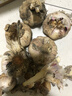 新鮮干蒜即食水果大蒜蔬菜小龍蝦生蠔調料蒜 新鮮干蒜1斤凈重 曬單實(shí)拍圖