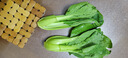 安徽云南種植上海青四季青蔬菜類(lèi)新鮮現發(fā)青菜小青菜綠葉菜香菇菜 1.5斤帶箱 小青菜 曬單實(shí)拍圖