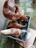 山上糧食喂養海蘭褐高產(chǎn)蛋雞白來(lái)航蛋雞白羽活苗活體抗病毒抗寒 1.2-1.5左右海蘭褐  4只裝 母 曬單實(shí)拍圖