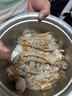 鮮活皮皮蝦300g（約10-18只） 曬單實(shí)拍圖