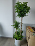 植男植女幸福樹(shù)造型綠寶盆栽真綠植客廳室內大型綠植辦公喬遷新居源頭直發(fā) 曬單實(shí)拍圖