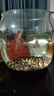 納學(xué)桌面魚(yú)缸圓形仿玻璃耐摔客廳辦公室養金魚(yú)綠植觀(guān)賞小型造景生態(tài)缸 橢圓形【超清高透-超厚不易碎】肚徑32cm 曬單實(shí)拍圖