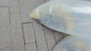 鯉魚(yú)苗活體淡水養殖魚(yú)苗批發(fā)附近本地特大建鯉稻花鯉魚(yú)紅尾稻田鯉魚(yú)魚(yú)苗批發(fā) 50條10-13厘米特大鯉魚(yú)苗【包活到家】 曬單實(shí)拍圖