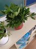 四季常青金魚(yú)花吊蘭盆栽室內綠植花卉多肉植物發(fā)財樹(shù)好養易活客廳 金魚(yú)吊蘭21-29棵+白螺紋盆 曬單實(shí)拍圖