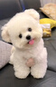 夢(mèng)茜兒比熊犬活體寵物狗法國小體比熊幼犬韓版比熊米奇耳飛耳比熊小狗 寵物級 公 曬單實(shí)拍圖