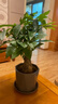 京東綠植發(fā)財樹(shù)盆栽水培桌面綠植物擺件招財單桿辦公室內帶盆花卉源頭直發(fā) 曬單實(shí)拍圖