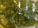 鞭炮筍海筍長(cháng)壽菜涼拌菜海草藻菜火鍋食材鞭泡筍鹽漬馬尾藻羊棲菜 鹽漬鞭炮筍1斤 曬單實(shí)拍圖
