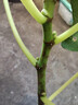 無(wú)花果樹(shù)果苗帶果盆栽樹(shù)苗特大果四季格萊斯果樹(shù)耐寒種植庭院青皮 布蘭瑞克6年大苗 81cm(含)-110cm(含) 曬單實(shí)拍圖