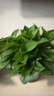 雙盟綠蘿盆栽除甲醛花卉綠植辦公室新房?jì)艋諝?80加侖2盆裝源頭直發(fā) 曬單實(shí)拍圖