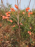 鼎曳柿子樹(shù)苗大樹(shù)脆甜柿無(wú)核南北方種植庭院地栽造型盆景帶土球果苗 柿子樹(shù)4公分粗 原土球發(fā)貨 曬單實(shí)拍圖