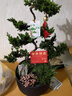臨雅[兩小時達(dá)]中秋節(jié)送禮五層塔松盆栽青松綠植松樹喬遷開業(yè)盆景植物拍照選貨（單拍不發(fā)貨） 曬單實拍圖