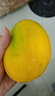 京鮮生 攀枝花凱特芒果 凈重8.5斤 帶箱9斤 單果500g+ 生鮮水果源頭直發(fā) 曬單實(shí)拍圖