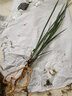 劉閣蘭花蘭花春蘭花苗金碧荷荷瓣帶香冬帶花苞室內室外綠植蘭草花卉盆栽 2苗連體裸根當年開(kāi)花 曬單實(shí)拍圖