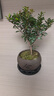 八芽 小葉赤楠盆景擺件室內綠植花卉盆栽老樁客廳辦公室桌面好養植物 【推薦款】小葉赤楠+舍得紫砂盆+苔蘚鋪面+底座 曬單實(shí)拍圖