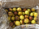山東沾化冬棗 新鮮脆甜冬棗 時(shí)令生鮮水果 沾化冬棗 中大果（＞12g） 3斤（總凈重1250g） 曬單實(shí)拍圖