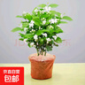 邇英閣黃楊盆景耐寒辦公室內(nèi)盆栽四季常青好養(yǎng)客廳花卉庭院樹(shù)苗桌 黃楊盆栽45厘米左右高 不含盆  根部帶土球發(fā)貨  包成活 曬單實(shí)拍圖
