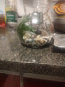 素蜜生態(tài)瓶觀(guān)賞小魚(yú)diy微景觀(guān)免換水造景材料活動(dòng)禮物水草斑馬小魚(yú)缸 中號菠蘿瓶男孩款 曬單實(shí)拍圖